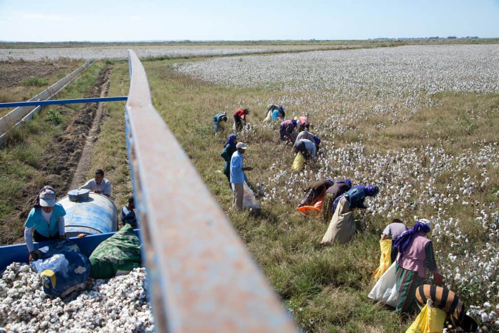 Cotton workers in a field in Turkey