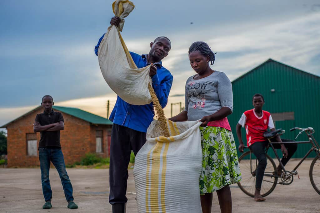 Winnowing, sundrying, and packaging rice in Uganda