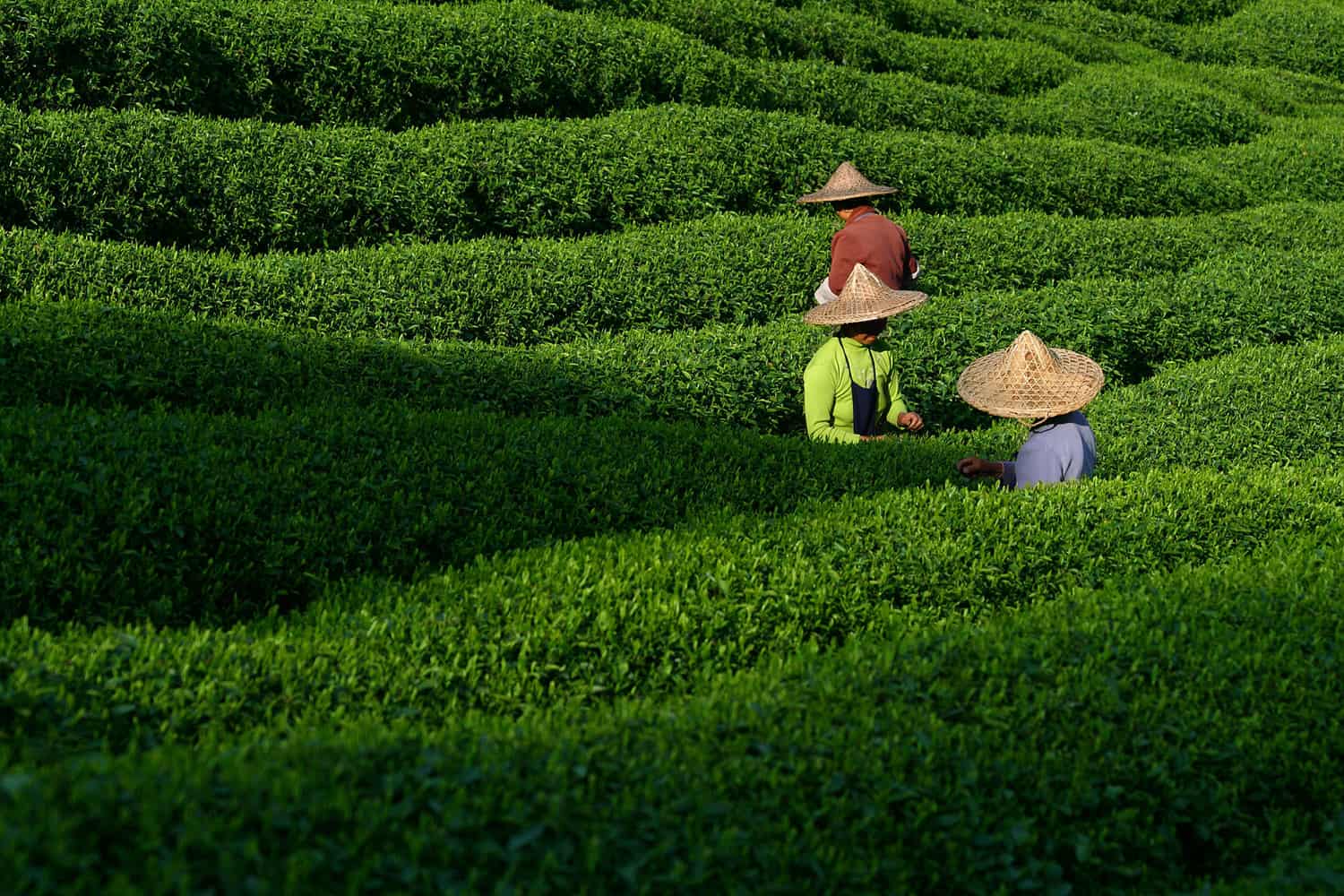 Urgent Action Is Needed to Better Reward Tea Farmers for Using ...