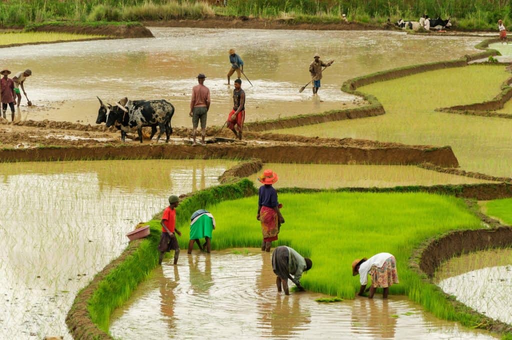 Rice farmers working on rice terrace fields in central Madagascar.