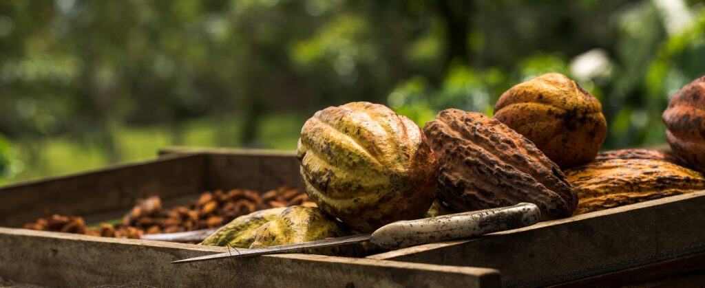 Cocoa fruit on a farm in Costa Rica