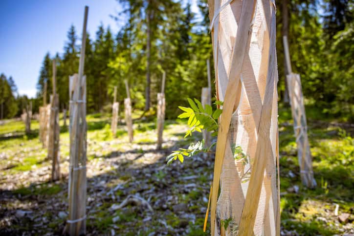 Reforestation Efforts with Young Tree Saplings in Thuringian Forest