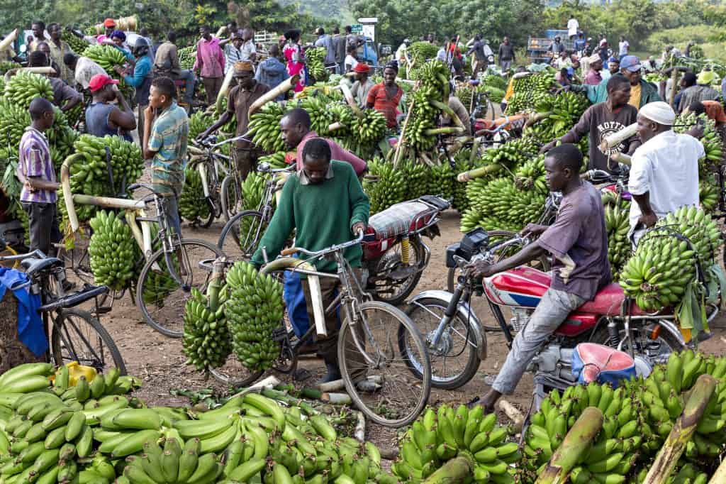 Gathering of Ugandan men with bicycles selling fresh bananas.