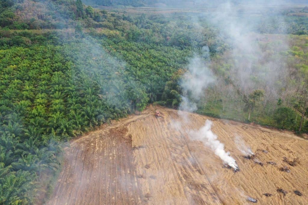 Smoke rises as the result of intensive deforestation.