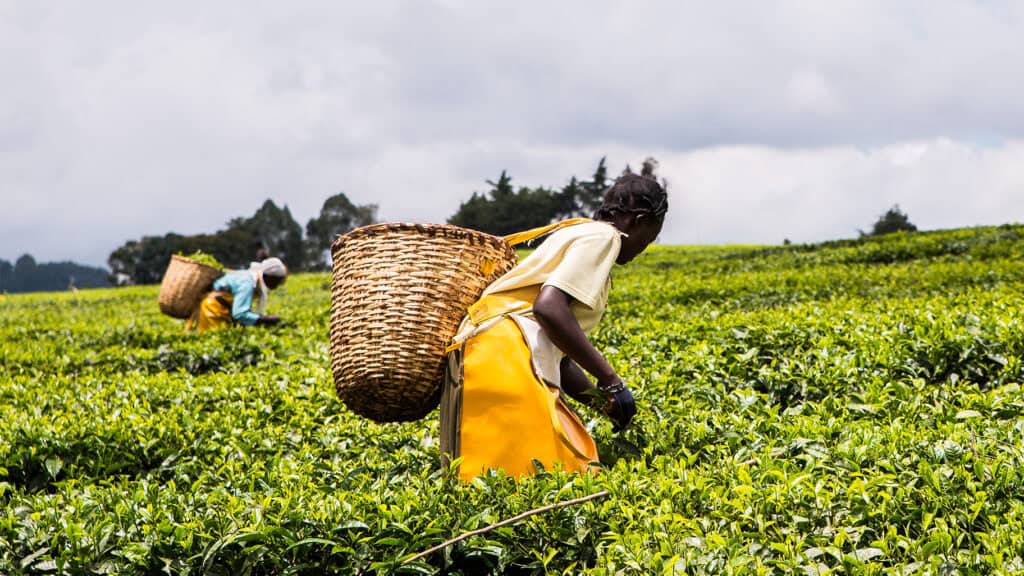 Two Kenyan women harvest tea leaves in a field. They have wicker baskets on their backs.