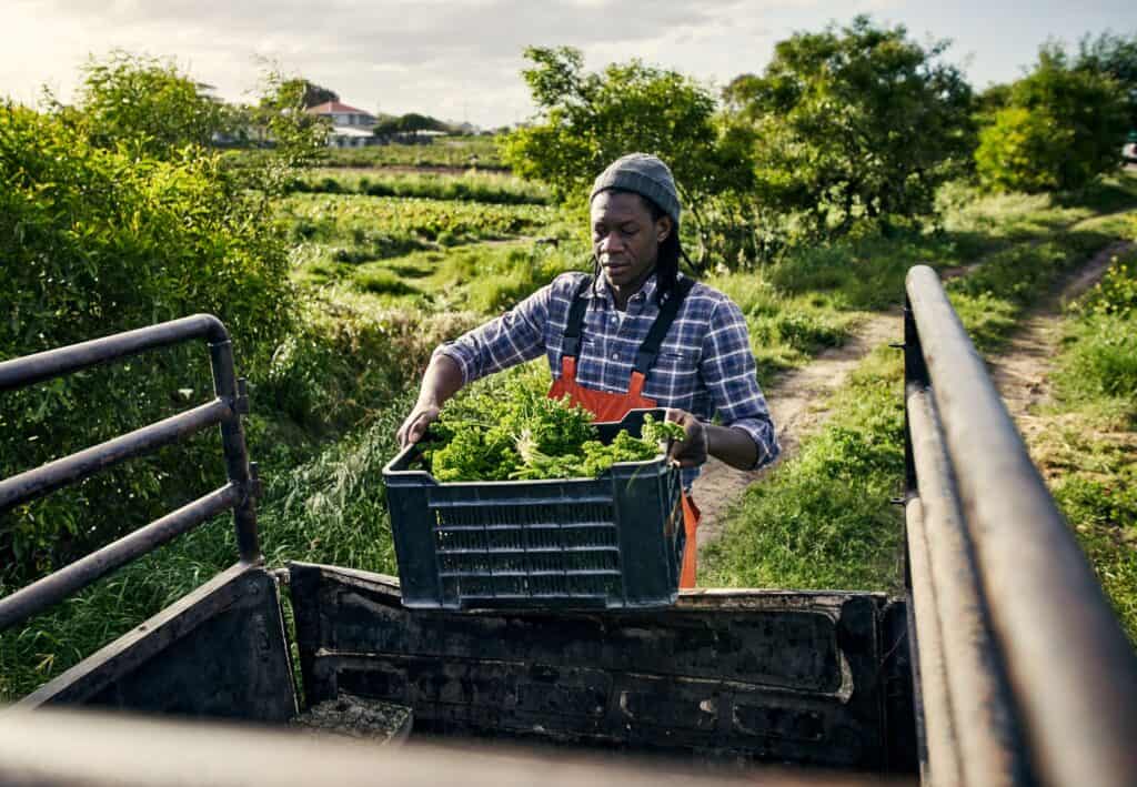 A producer places a plastic crate filled with kale into the bed of a pickup truck.