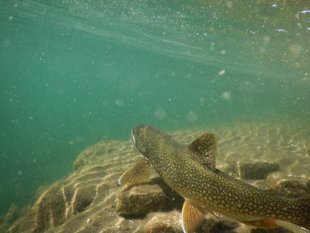 Fish don't respect national borders.
