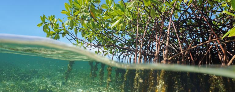 Mangrove trees shown both above and below the water