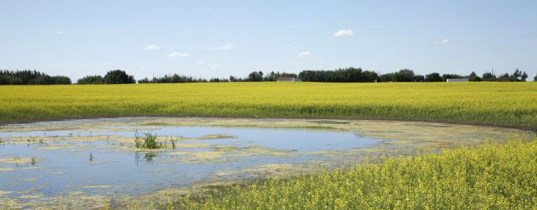 Photo of Alberta Prairie landscape of canola and cattail pond