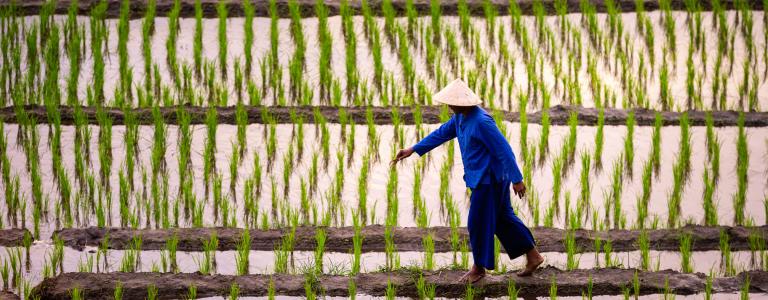 A Thai farmer walks along a rice field.